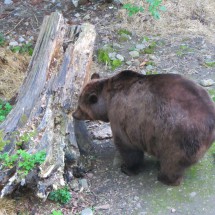 Bear in the ditch of the castle
